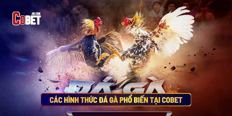 Các Hình Thức Đá Gà Phổ Biến Tại Cobet